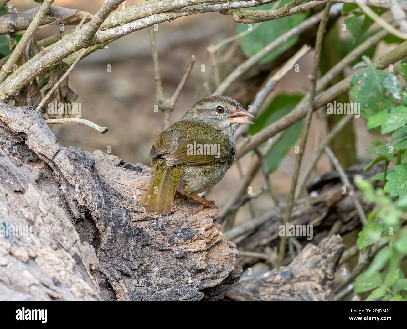 Questo tipico timido Olive Sparrow è emerso da un boschetto del Texas meridionale per nutrirsi dei semi sparsi all'esterno di un uccello cieco al Laguna Atascosa National Wi Foto Stock