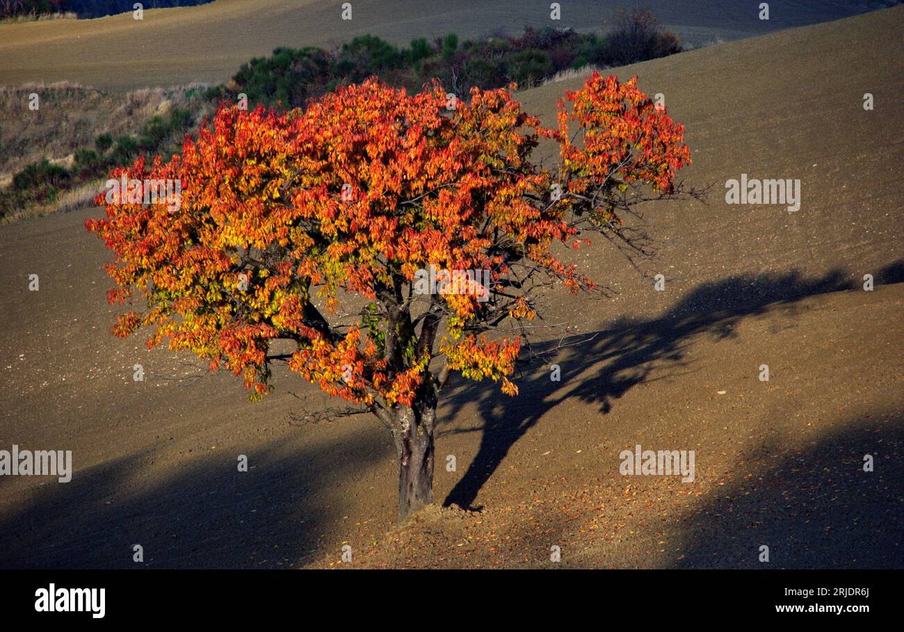 ciliegio in un campo in veste autunnale Foto Stock