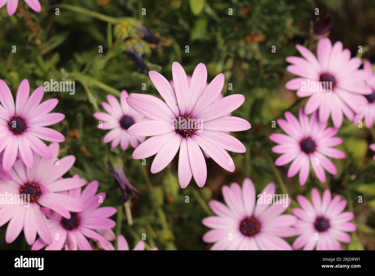 Cespugli di margherite Bright Lights, detti anche "margheriti africani" (Osteospermum), con una sola fioritura centrata Foto Stock