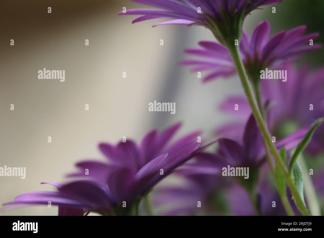 Sottoscocca di daisybush Bright Lights alias African daisies (Osteospermum) Bush con spazio di testo e copia Foto Stock