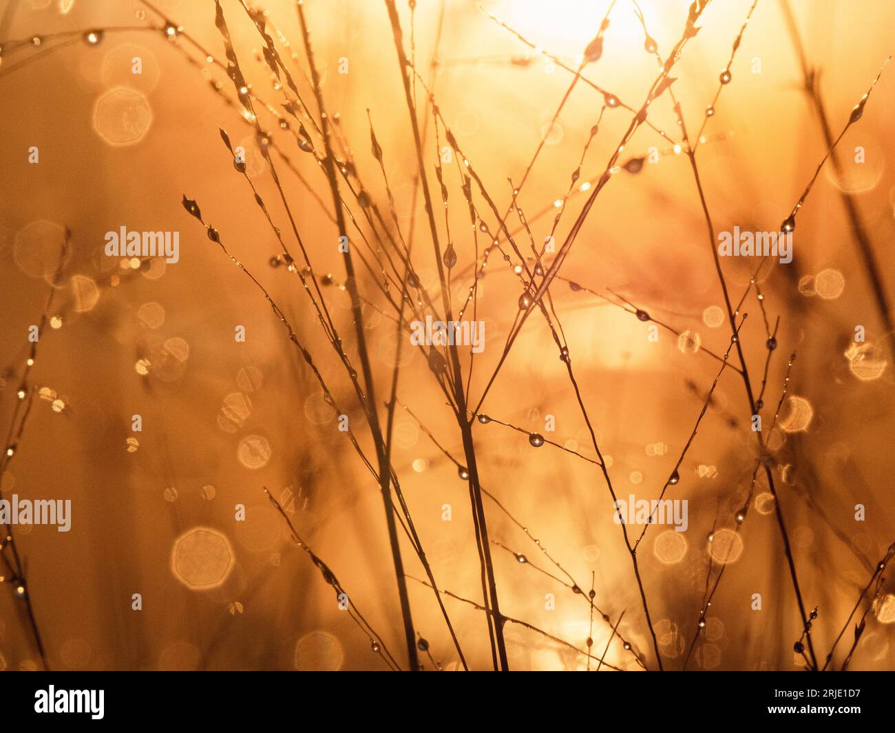 Rugiada mattutina all'alba dell'ora d'oro Foto Stock