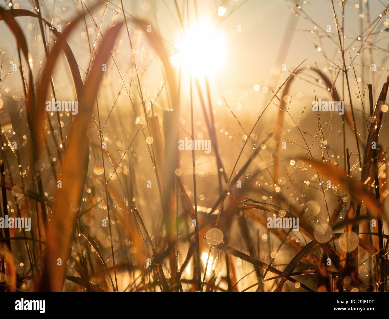 Rugiada mattutina all'alba dell'ora d'oro Foto Stock