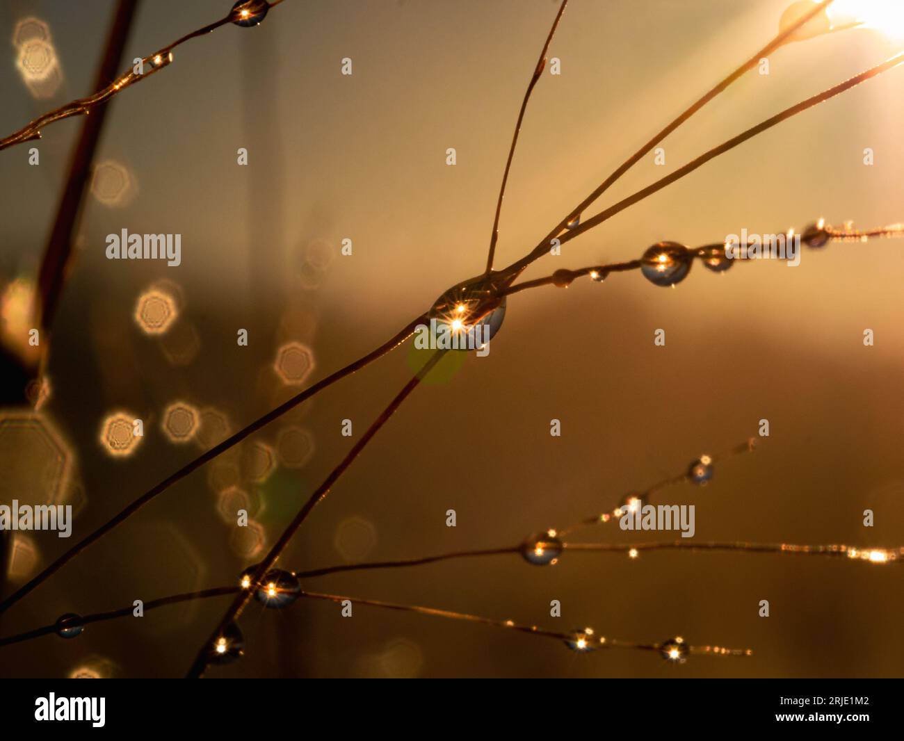 Rugiada mattutina all'alba dell'ora d'oro Foto Stock