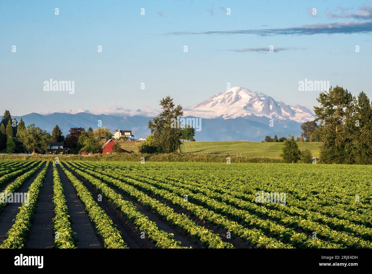 Campo agricolo vicino a Ferndale, Washington, USA, con Mount Baker in lontananza Foto Stock