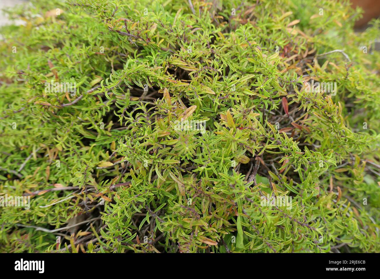 Primo piano dell'erba Satureja spicigera del giardino roccioso strisciante o della saporita strisciante. Foto Stock