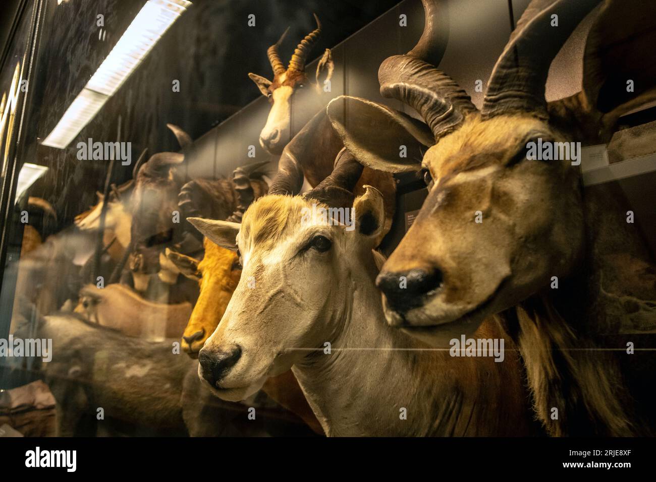 Antelope in mostra al Beatty Museum of Natural History, Vancouver, British Columbia, Canada Foto Stock