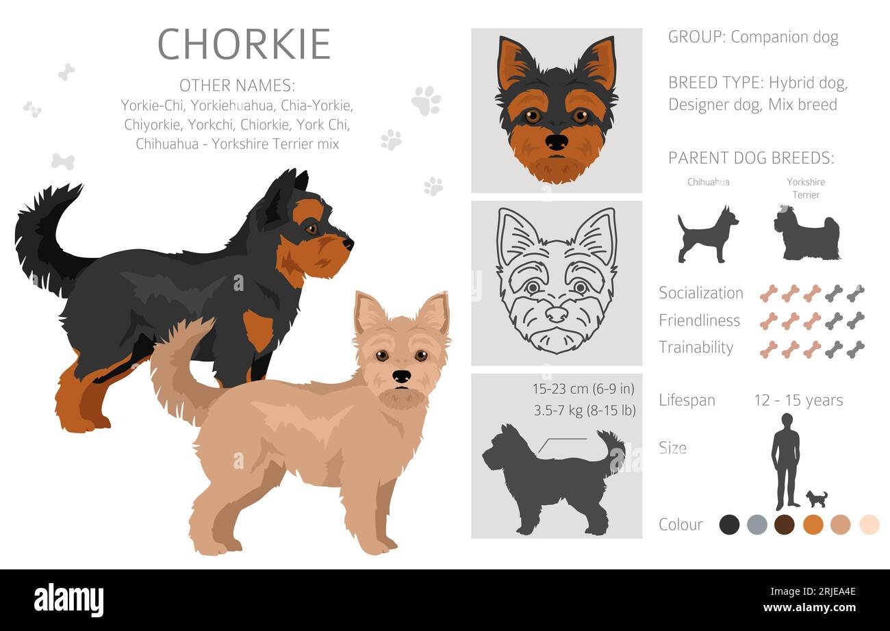 Chorkie Clipart. Mix Chihuahua Yorkshire terrier. Set di colori diversi per il rivestimento. Illustrazione vettoriale Illustrazione Vettoriale