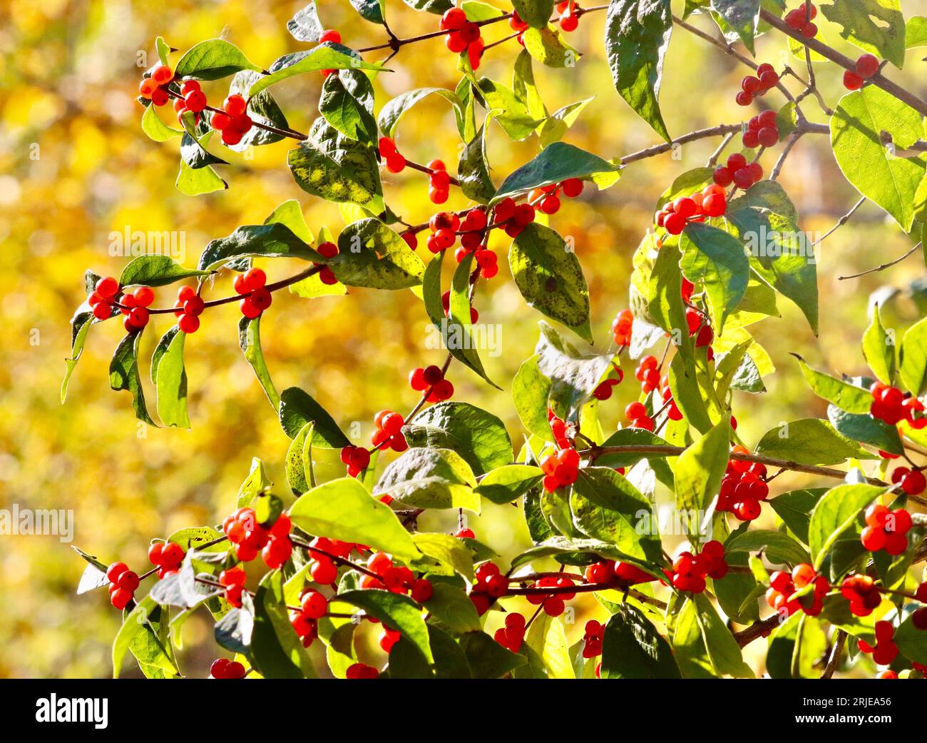 Autumn Berries a Burlington, Ontario, Canada Foto Stock