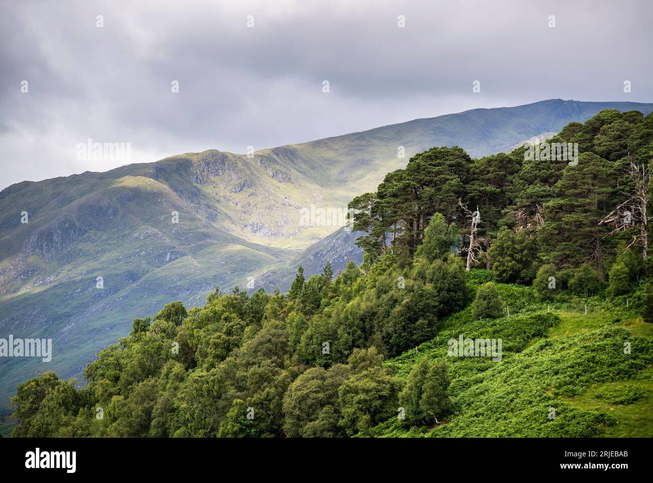 Glen Affric vicino a Cannich nelle Highlands scozzesi, Regno Unito Foto Stock