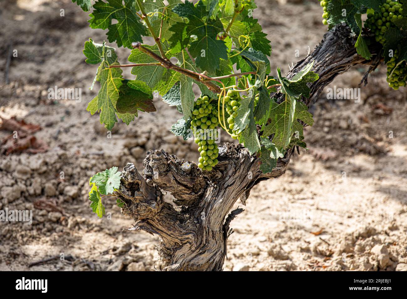 Camminando all'inizio dell'estate a LaGuardia, Rioja Alavesa grappoli verdi di uva che crescono al sole Foto Stock