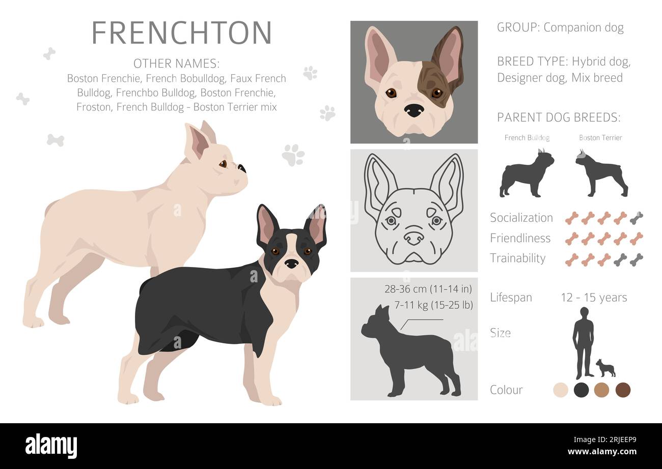 Clipart francese. Bulldog francese Boston terrier mix. Set di colori diversi per il rivestimento. Illustrazione vettoriale Illustrazione Vettoriale