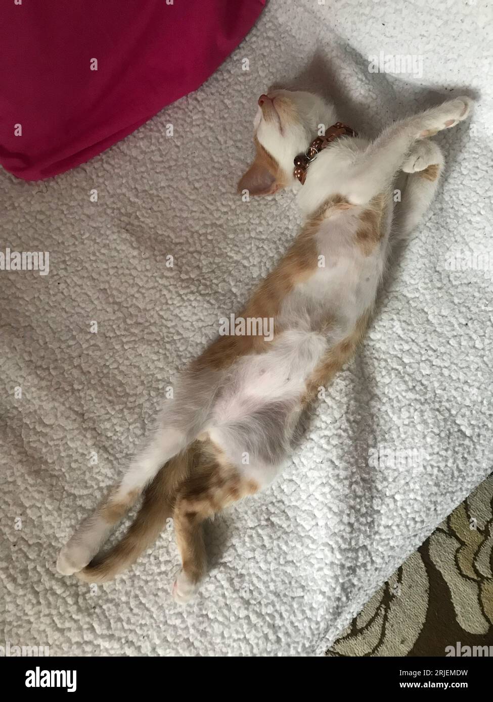 Piccolo gattino. Il colore del gattino è rosso con bianco. Sdraiato sul divano. Foto Stock