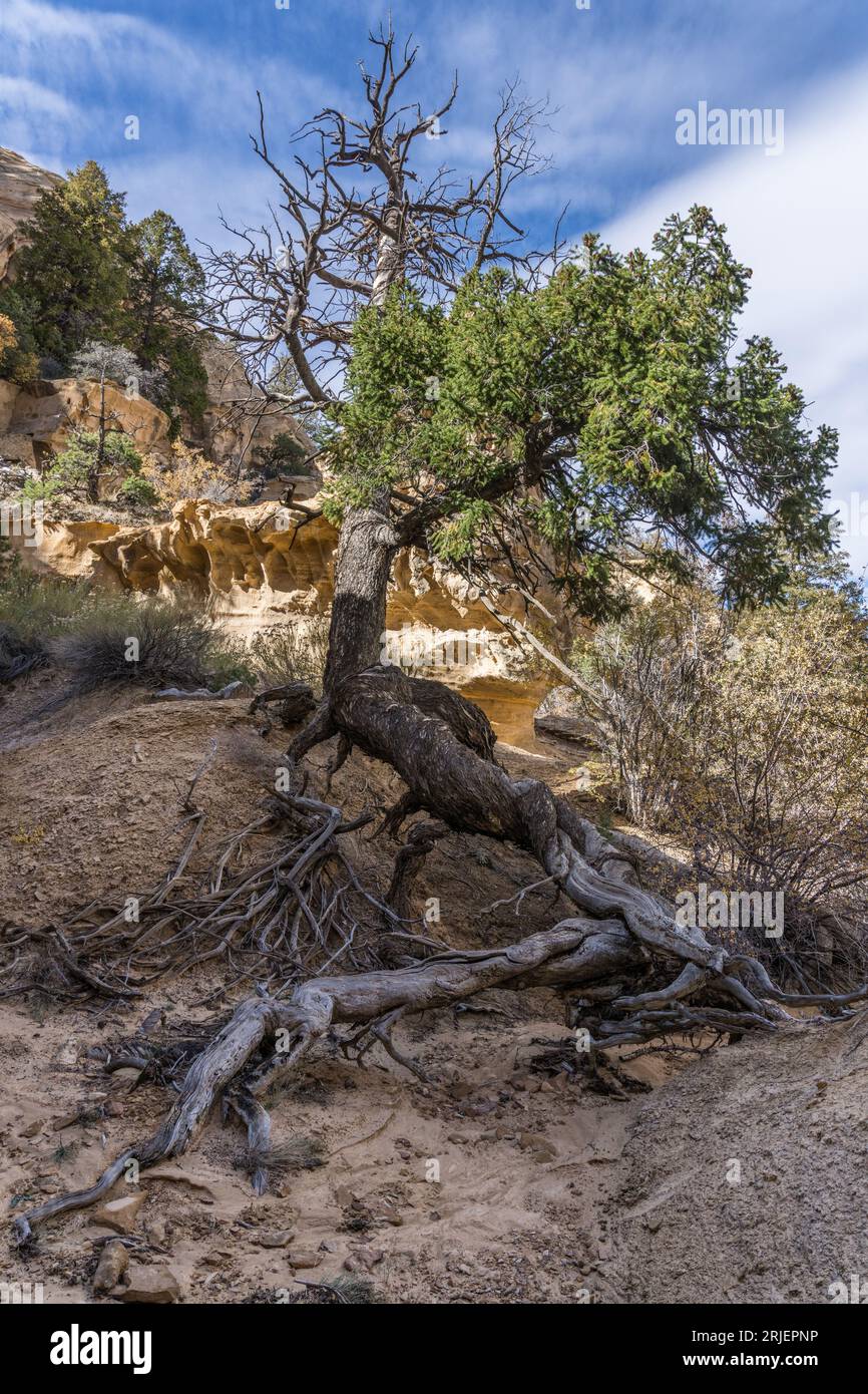 Le radici contorte di un antico pino piniero nel San Rafael si gonfiano nello Utah centro-meridionale. Foto Stock