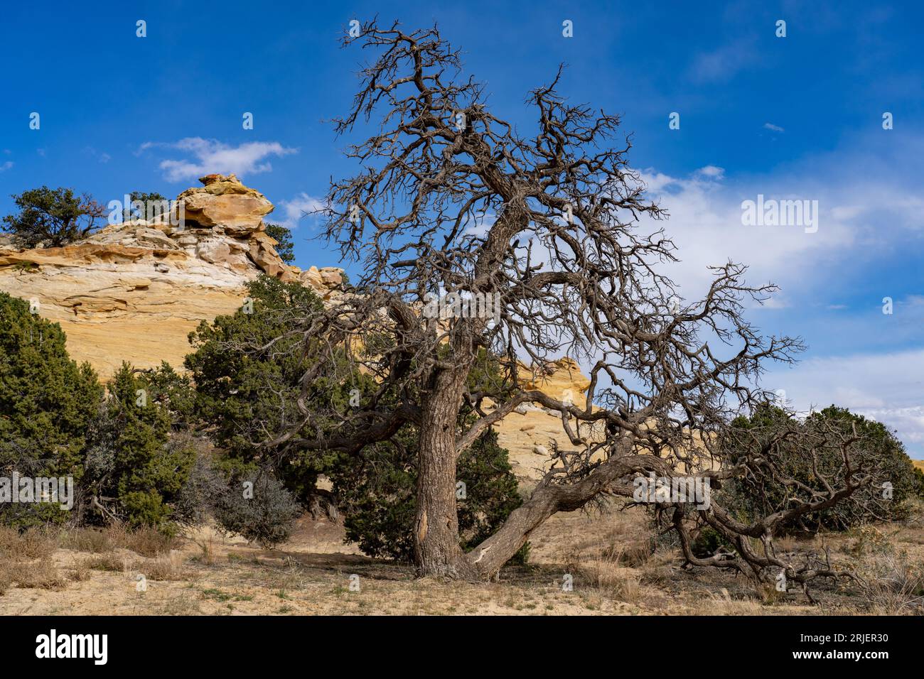 Un pino di pinyon morto sul San Rafael si gonfia nello Utah centro-meridionale. Questi alberi possono vivere fino a 1.000 anni. Foto Stock