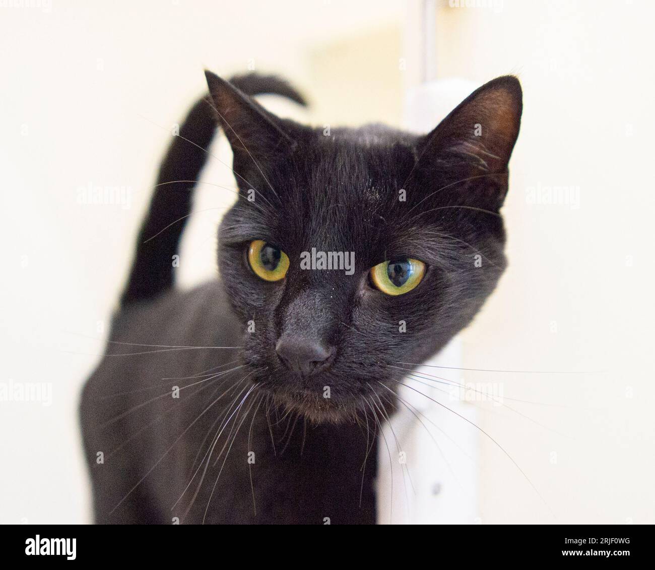 Domestico gatto nero Foto Stock