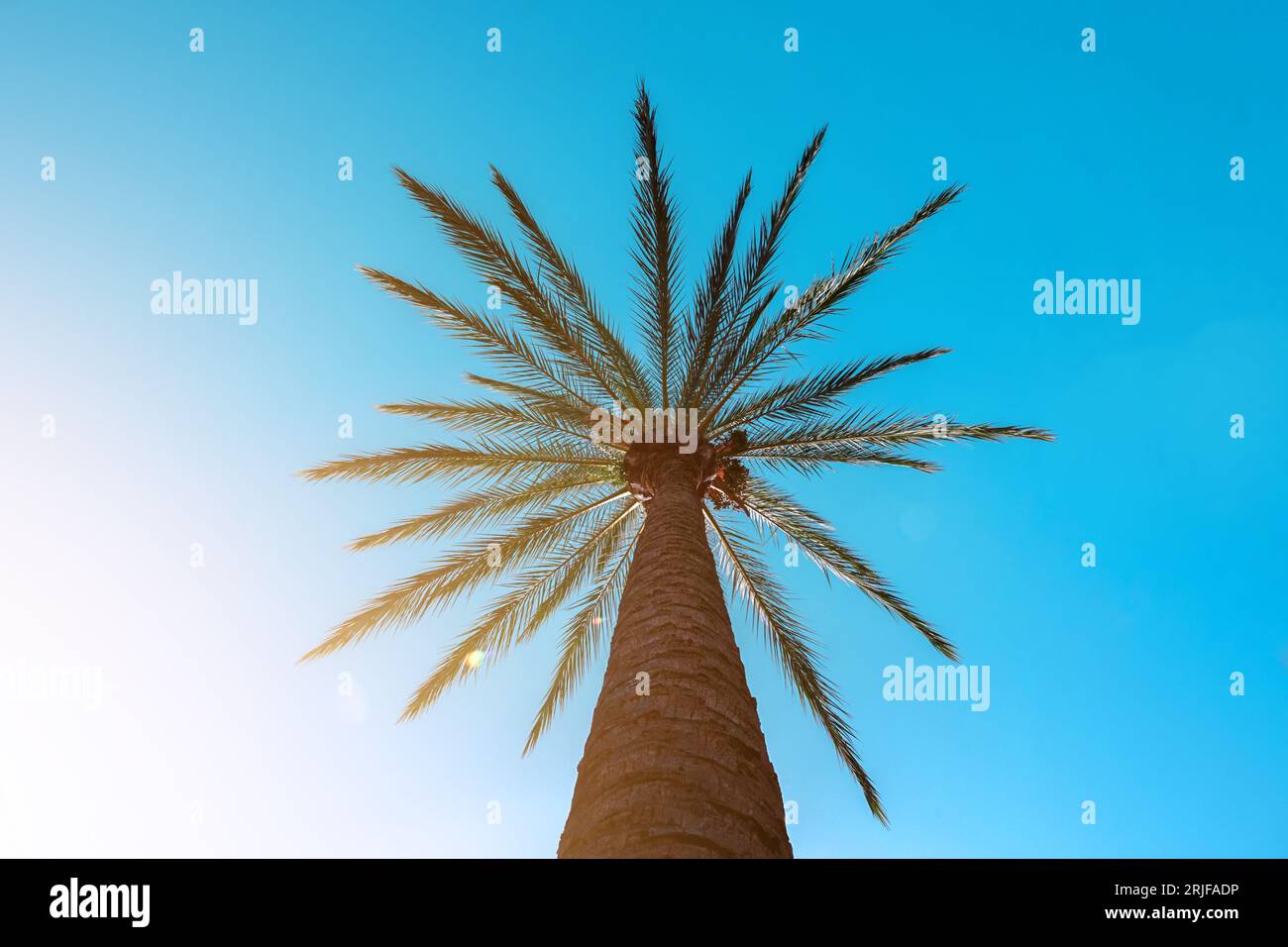 palme e sfondo blu cielo, clima tropicale Foto Stock