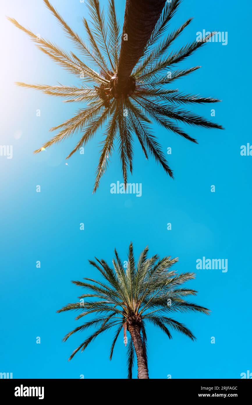 palme e sfondo blu cielo, clima tropicale Foto Stock