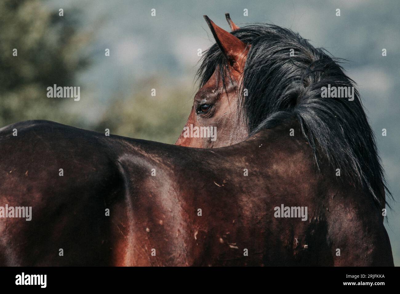 Questi bellissimi cavalli selvaggi vivono in Italia per sempre gratis Foto Stock