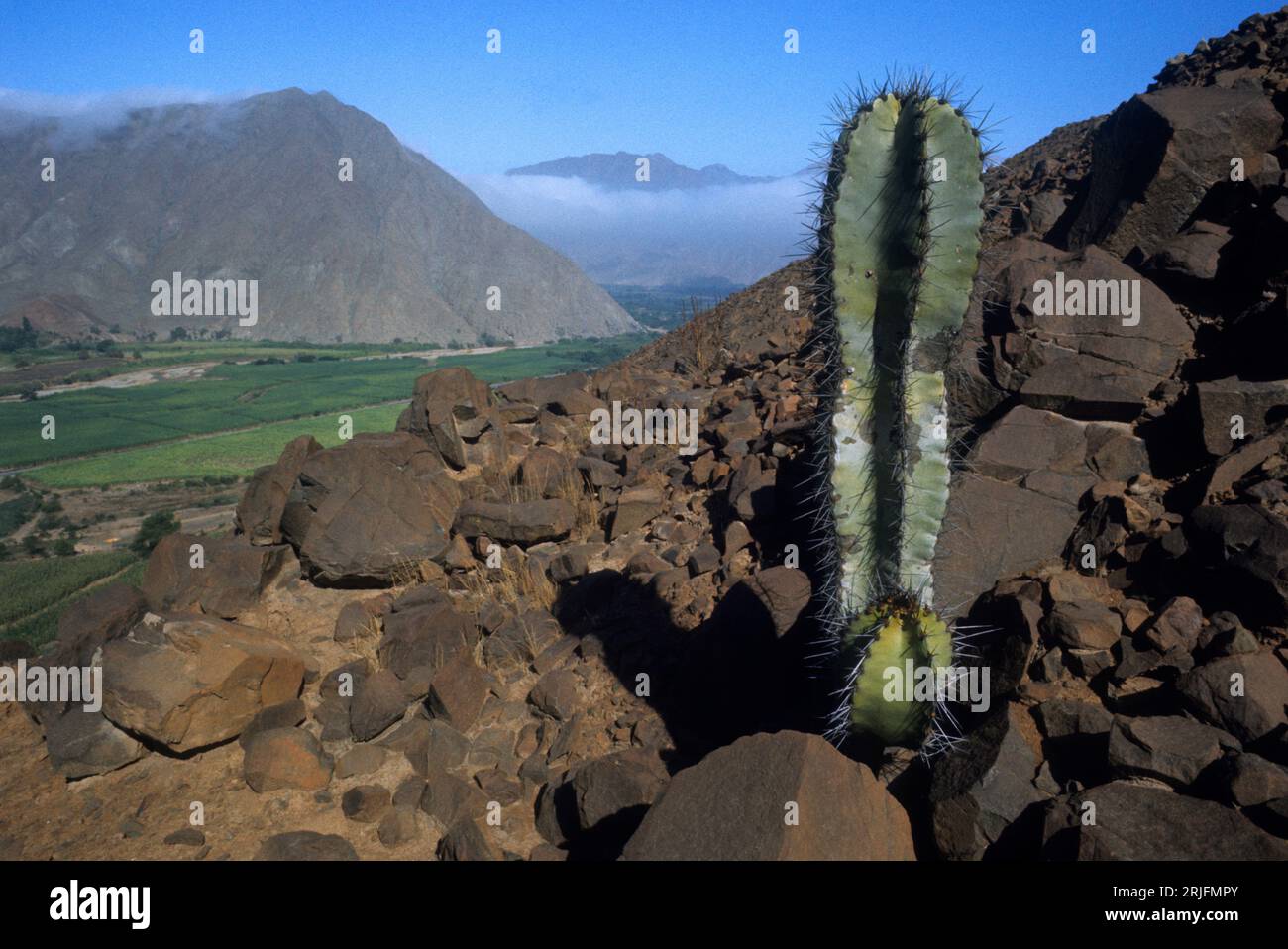 Perù. Regione di la Libertad. Valle del fiume Moche nelle aride colline pedemontane delle Ande con cactus; agricoltura irrigata nella valle. Foto Stock