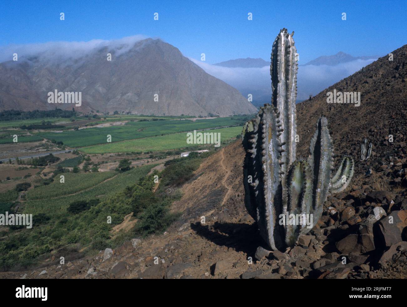 Perù. Regione di la Libertad. Valle del fiume Moche nelle aride colline pedemontane delle Ande con cactus; agricoltura irrigata nella valle. Foto Stock