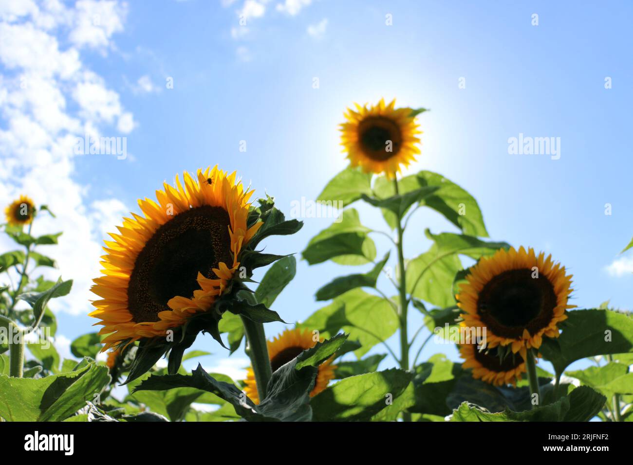 Alti girasoli in una luminosa giornata di sole d'estate. Labirinto di girasoli alla Frog's Farm nel Suffolk. Insetti, impollinatori, api e insetti Foto Stock
