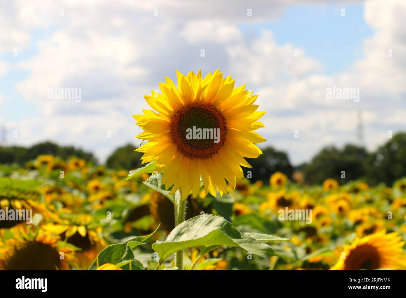 Campo di girasoli in un luminoso giorno d'estate. Labirinto di girasoli alla Frog's Farm nel Suffolk. Un'attrazione divertente per famiglie, coppie e giornate all'aperto. Foto Stock