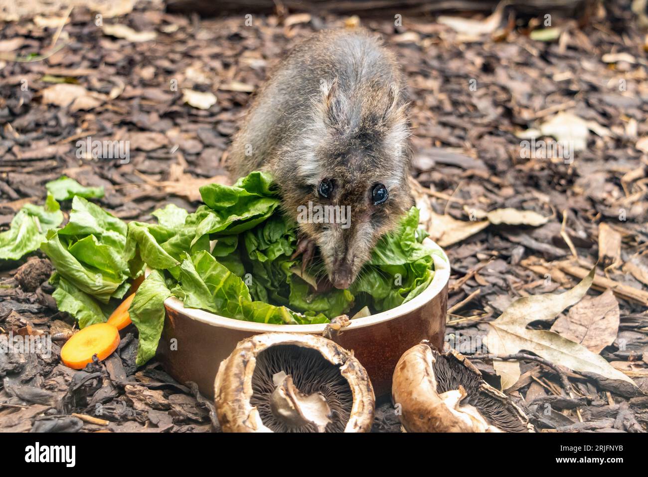 Un potoroo dal naso lungo - Potorous tridactylus, si sta nutrendo Foto Stock