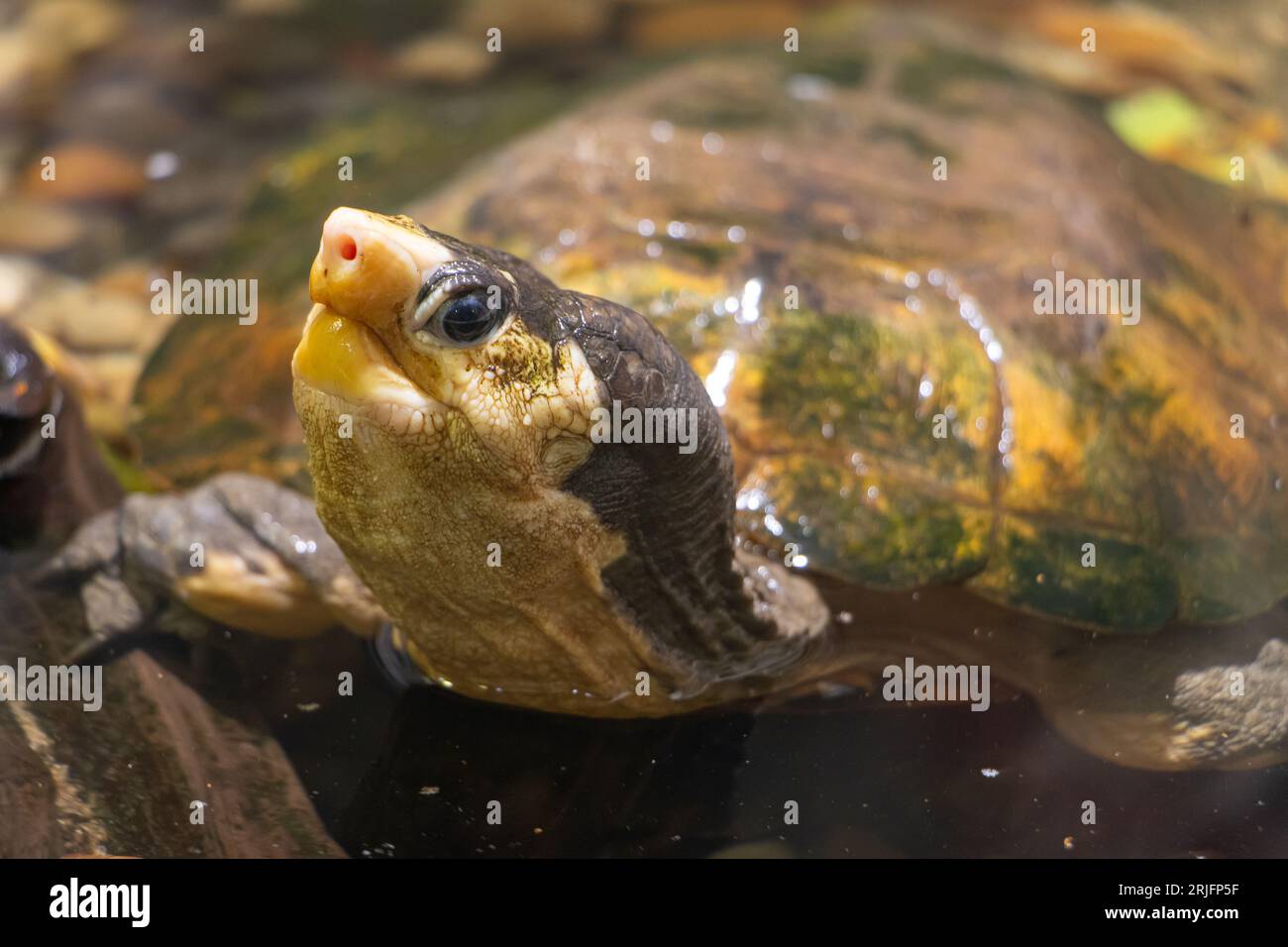 La tartaruga malese a guscio piatto (Notochelys platynota) in acqua Foto Stock