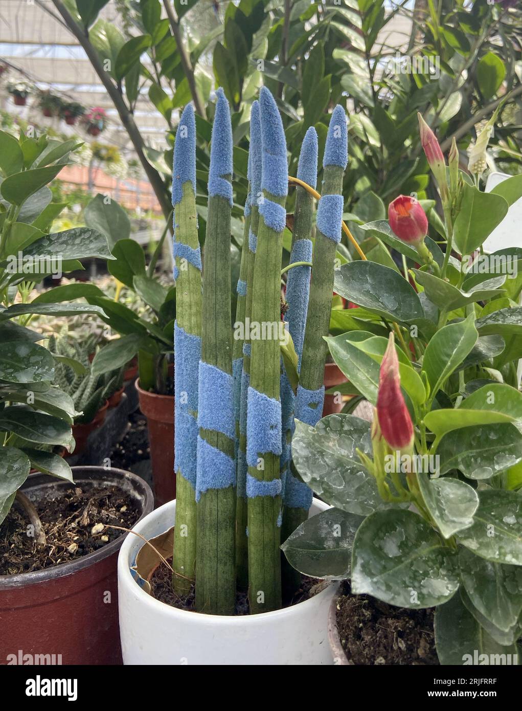 Cylindrical Snake Plant, stabilimento di spear africano. Foto Stock