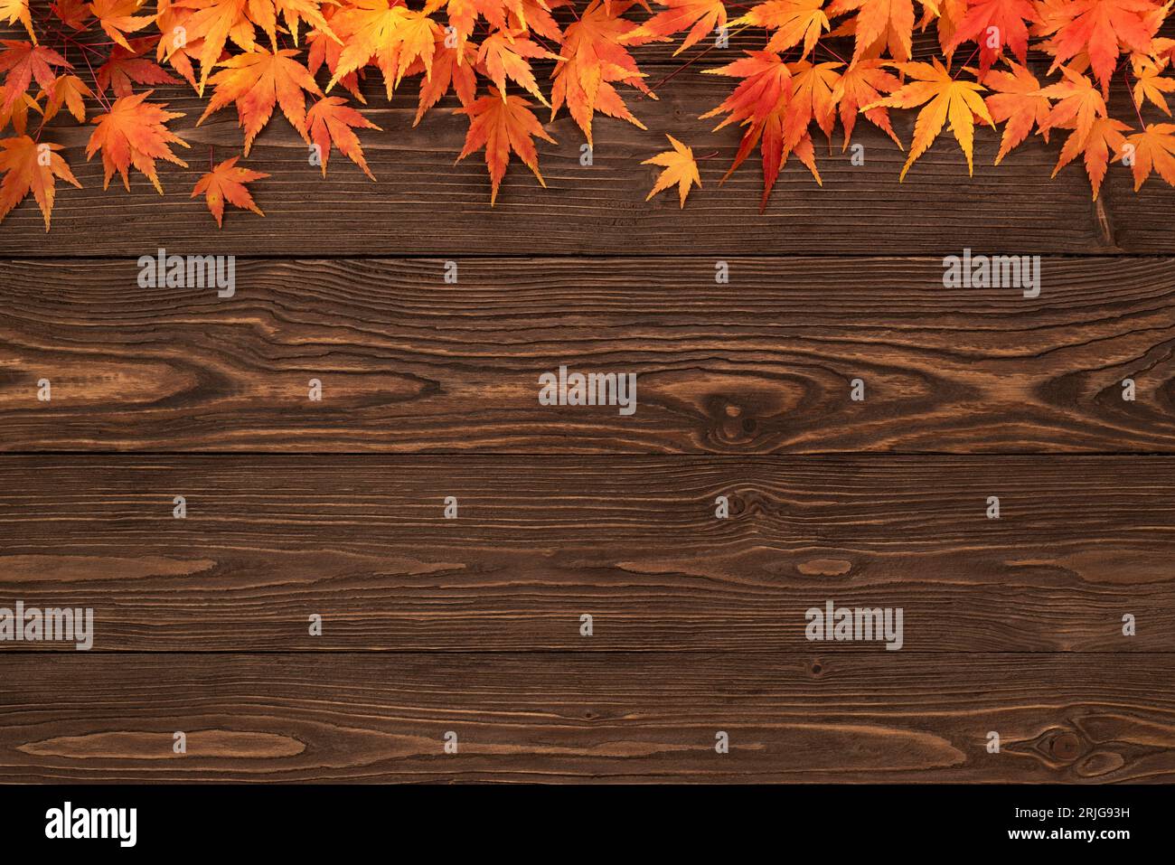 Sfondo in legno vintage con bordo Foliage d'acero autunnale Foto Stock