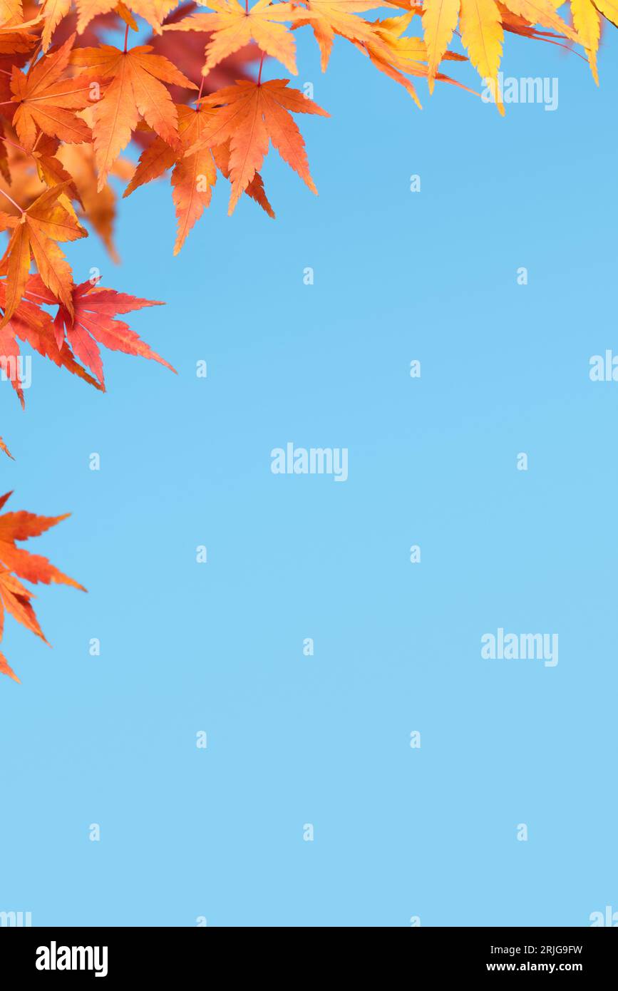 Sfondo autunnale con ramo d'acero contro il cielo blu Foto Stock