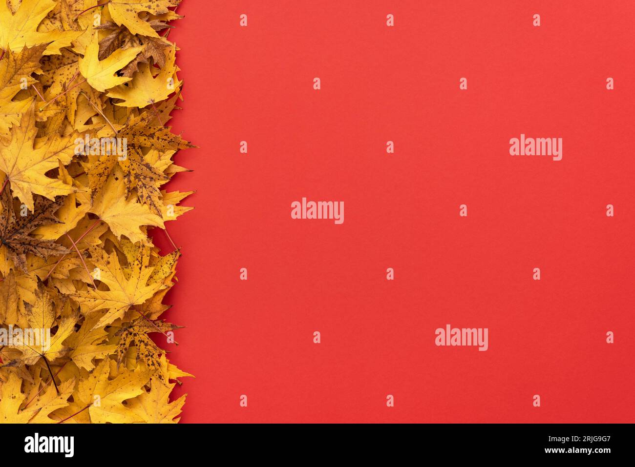 Sfondo autunnale rosso con foglie di acero giallo Foto Stock