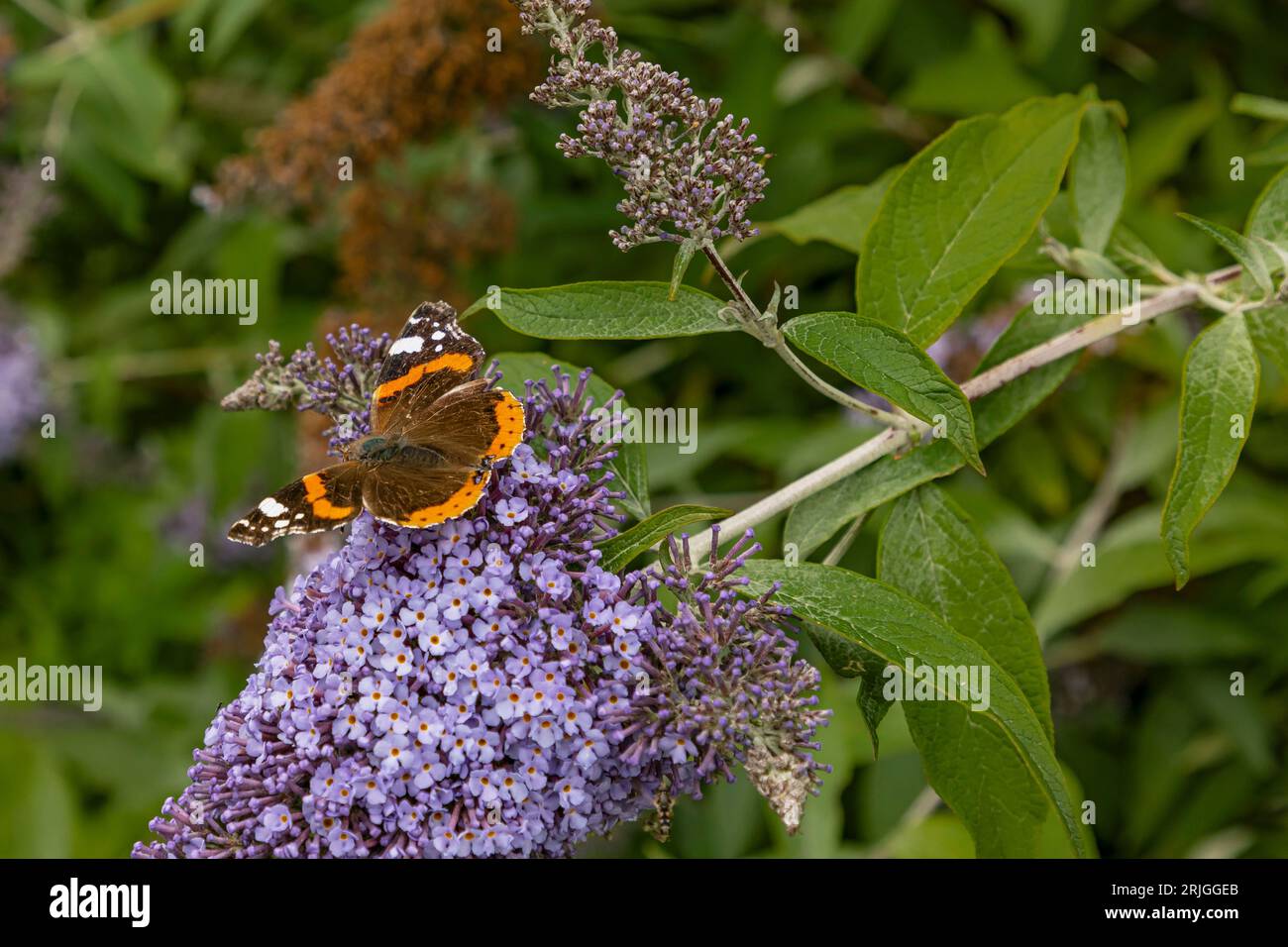 Bellissima farfalla su un Bush Buddleha con le ali allungate Foto Stock