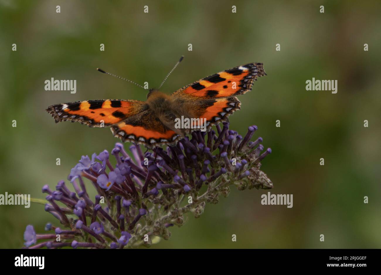 Primo piano di una farfalla atterrata su un cespuglio di Budlea con sfondo verde sfocato Foto Stock