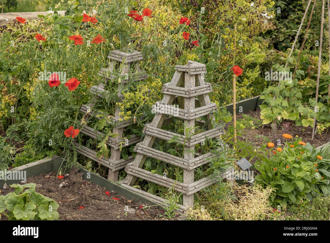 Whitby, North Yorkshire, Inghilterra, Regno Unito - 5 maggio 2023 - fiori selvatici, tra cui papaveri, supportati da piramidi di legno fatte a mano Foto Stock
