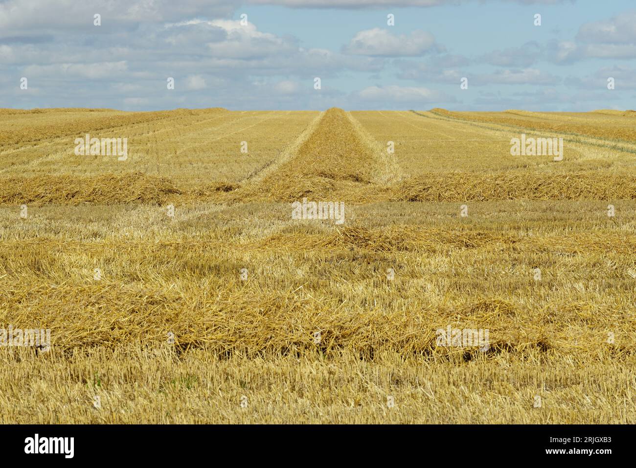 Dopo il raccolto, appena tagliato campo di orzo con paglia giacida, Cambridgeshire Foto Stock