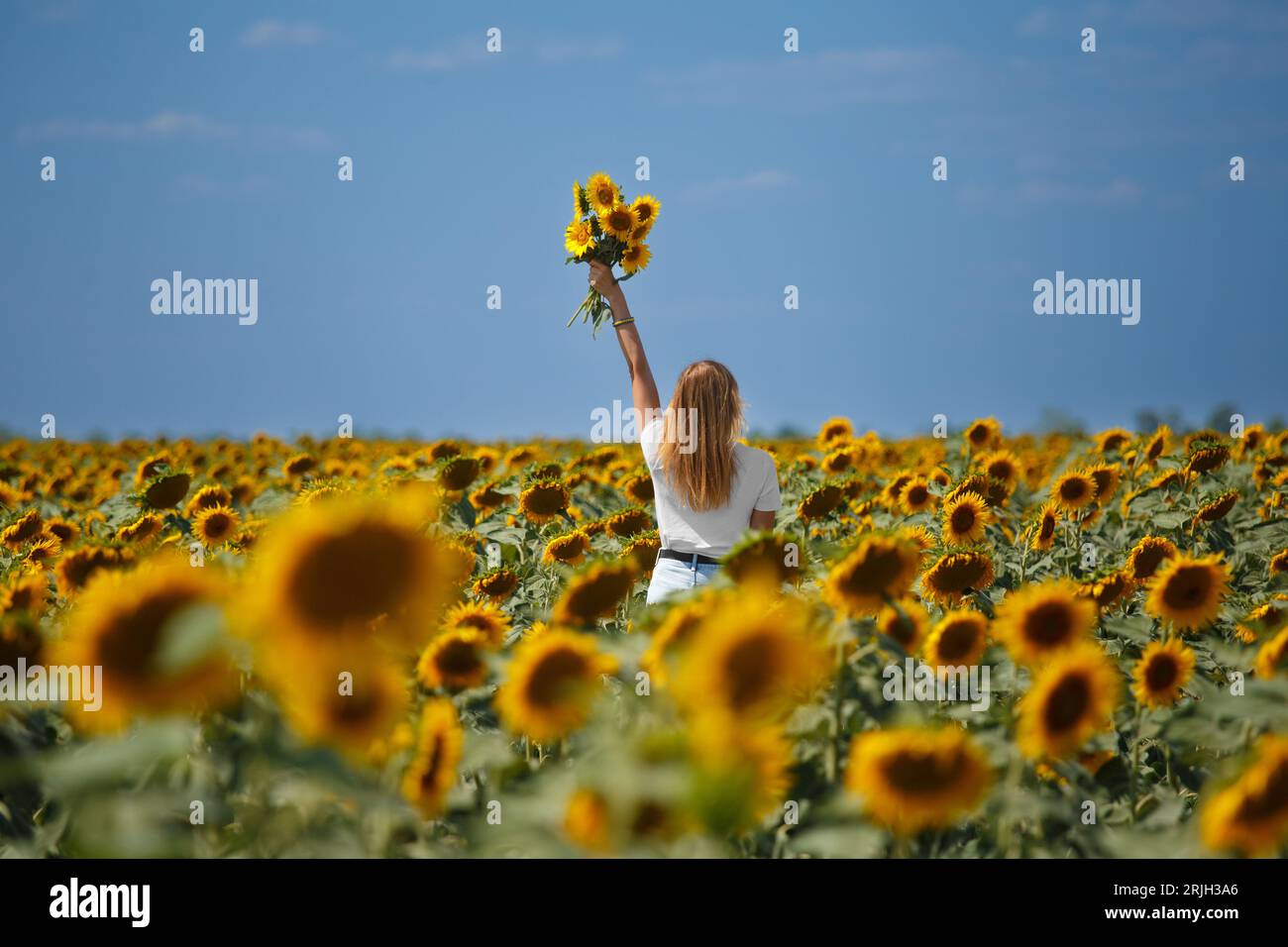 La ragazza si trova in un campo di girasoli, alzando la mano con un mazzo di girasoli. Foto Stock