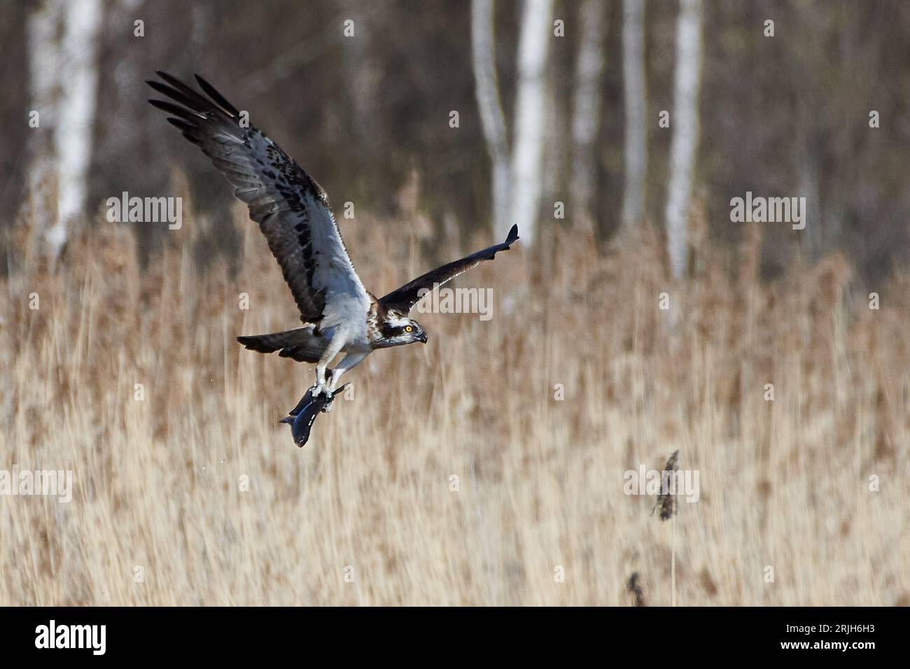 Osprey che trasportano una considerevole orata comune davanti alle canne dopo averla catturata pochi secondi prima su un lago della Finlandia occidentale all'inizio di maggio 2023. Foto Stock