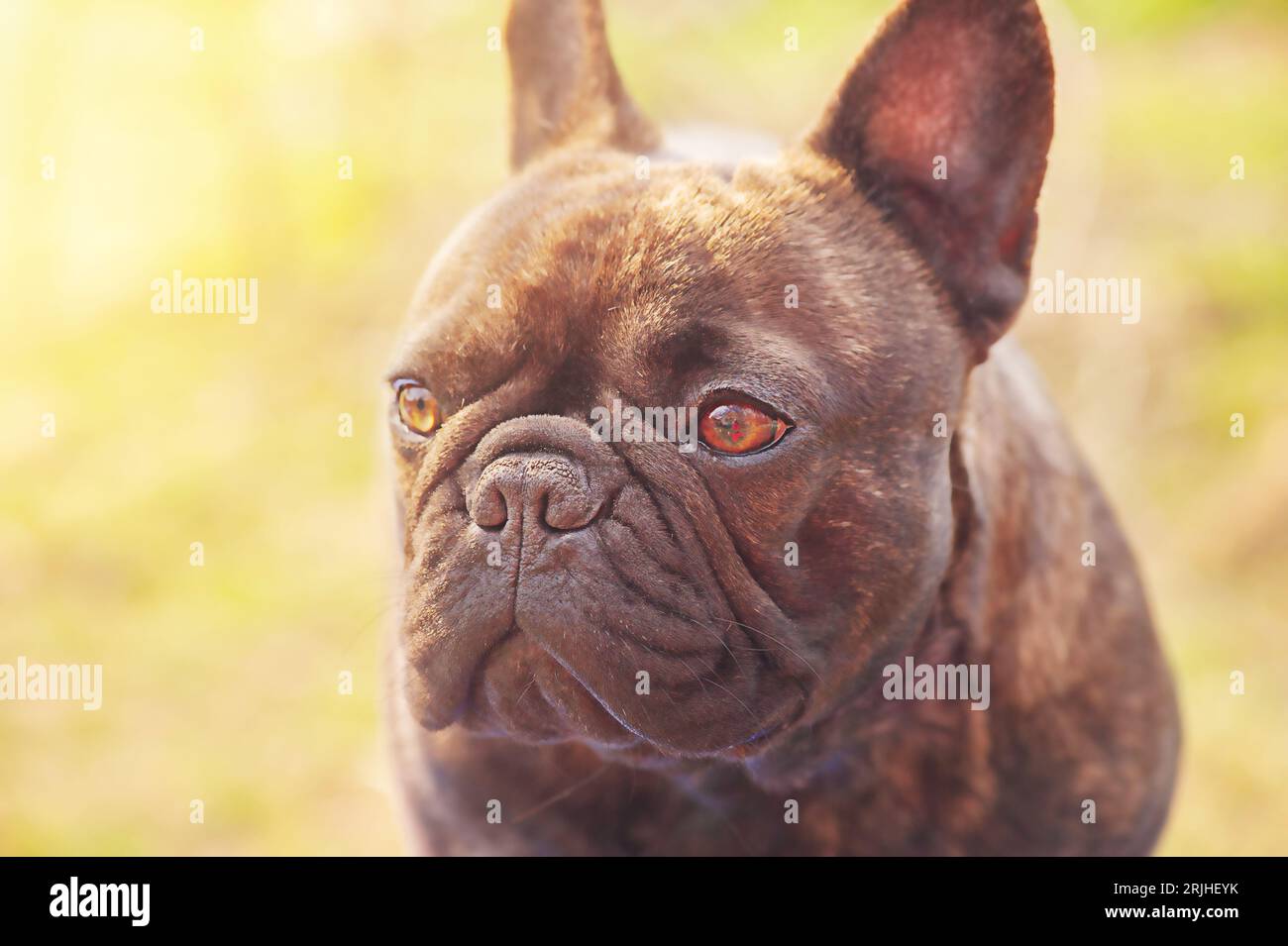 Animale, animale domestico. Profilo di razza di cane bulldog francese. Foto Stock