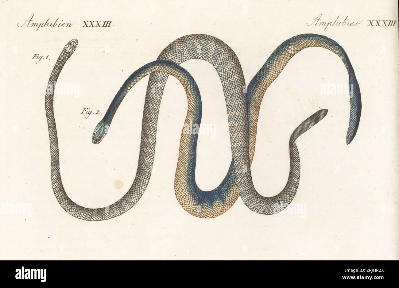 Serpenti esotici dell'India. Schittul Snake, couleuvre a anneaux blancs-jaunatres, Anguis coeruleozonata 1, e Huglipattih, couleuvre bleue, Anguis coerulea 2. Incisione in copperplate a mano da Carl Bertuch's Bilderbuch fur Kinder (Picture Book for Children), Weimar, 1813. Un'enciclopedia in 12 volumi per bambini illustrata con quasi 1.200 tavole incise su storia naturale, scienza, costume, mitologia, ecc., pubblicato dal 1790-1830. Foto Stock