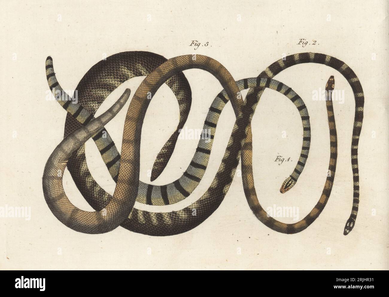 Serpenti esotici dell'India. Kalla-schuhtursun, couleuvre a Queue obtuse, Anguis obtusocaudata 2, Schuhtursun, couleuvre bleue et verte, Anguis prasina 3 e couleuvre a bandes, Anguis fasciata 4. Incisione in copperplate a mano da Carl Bertuch's Bilderbuch fur Kinder (Picture Book for Children), Weimar, 1813. Un'enciclopedia in 12 volumi per bambini illustrata con quasi 1.200 tavole incise su storia naturale, scienza, costume, mitologia, ecc., pubblicato dal 1790-1830. Foto Stock