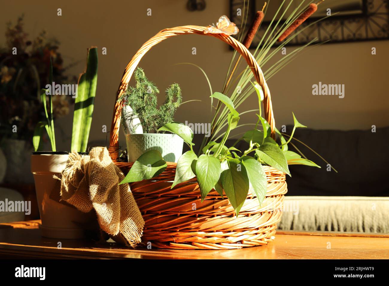 fauna selvatica, natura, luce naturale del sole, piante, rami di alberi, sole, verde, casa, arredamento, accogliente, tranquillo, caldo Foto Stock