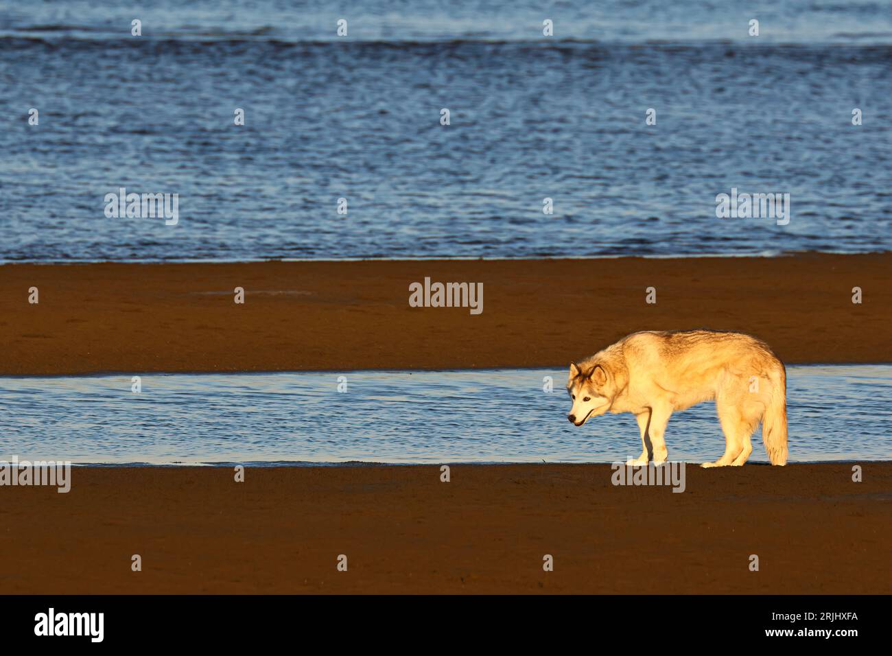 Un cane husky sulla spiaggia, pelliccia abbronzata. Bel cane sulla sabbia. Foto Stock