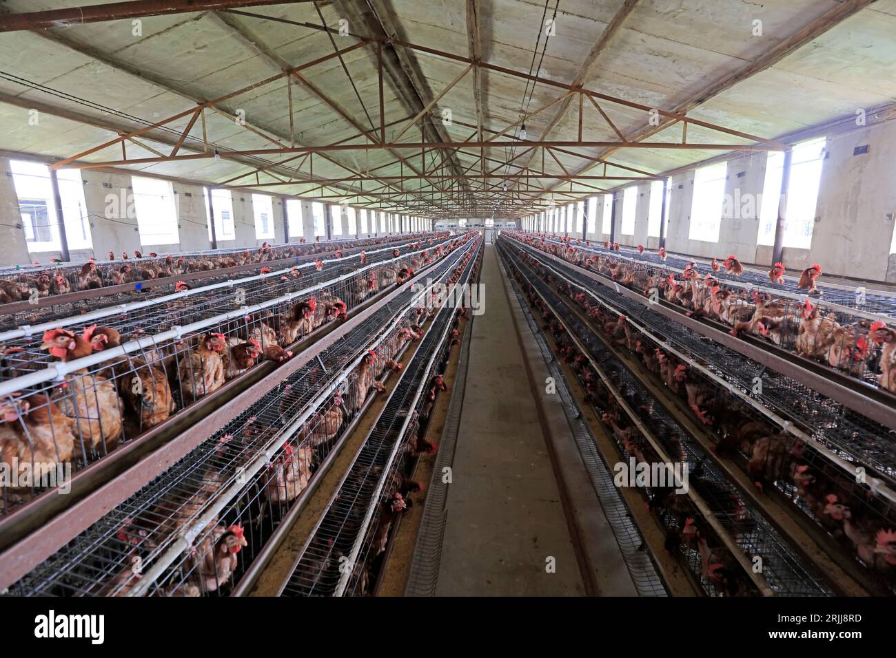 Galline ovaiole in gabbie in un'azienda agricola, nella Cina settentrionale Foto Stock
