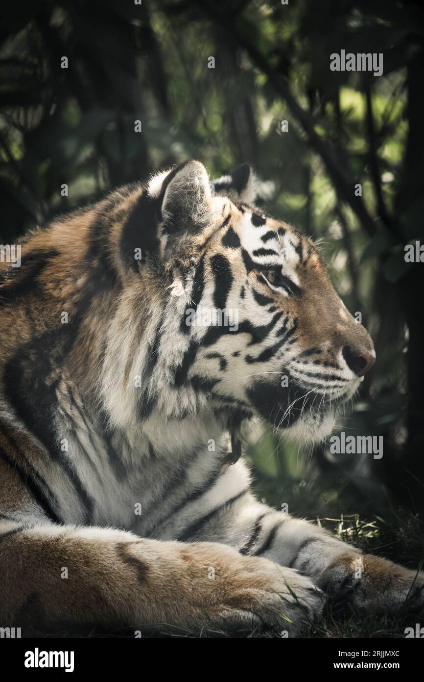 Un primo piano di una maestosa tigre siberiana che riposa in un campo di lussureggiante erba verde Foto Stock