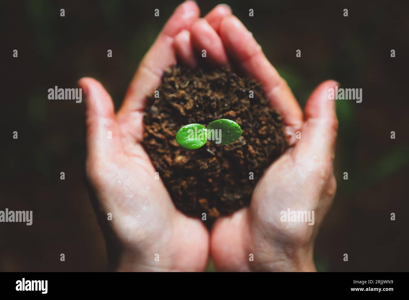 Terreno e piante verdi fresche germogliano le piantine in mano e prezioso ambiente terrestre e bellissimo concetto di natura e vita Foto Stock