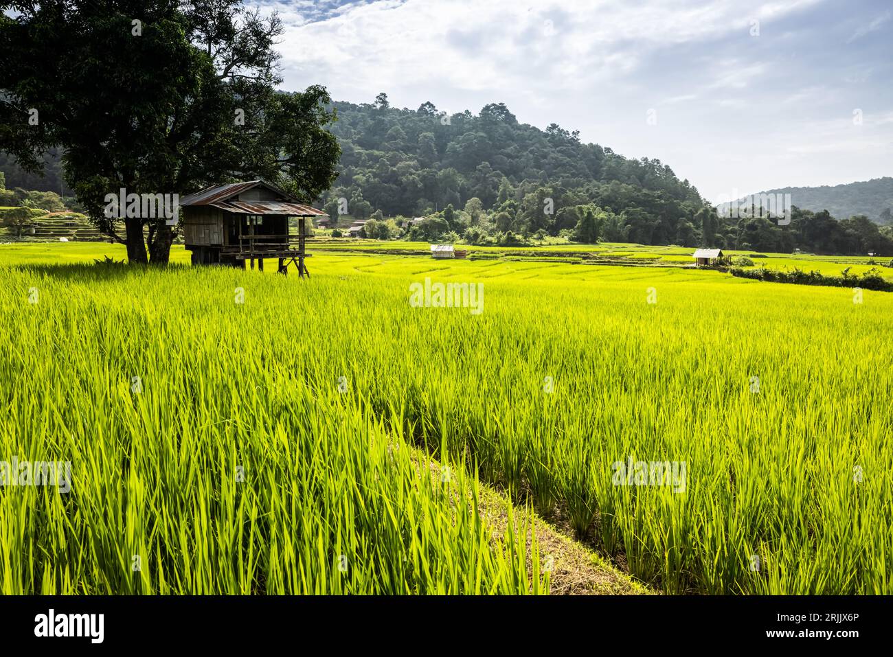Paesaggio rurale tradizionale con capanne tra verdi risaie durante l'alba, villaggio e montagne sullo sfondo. Thailandia del Nord. Foto Stock
