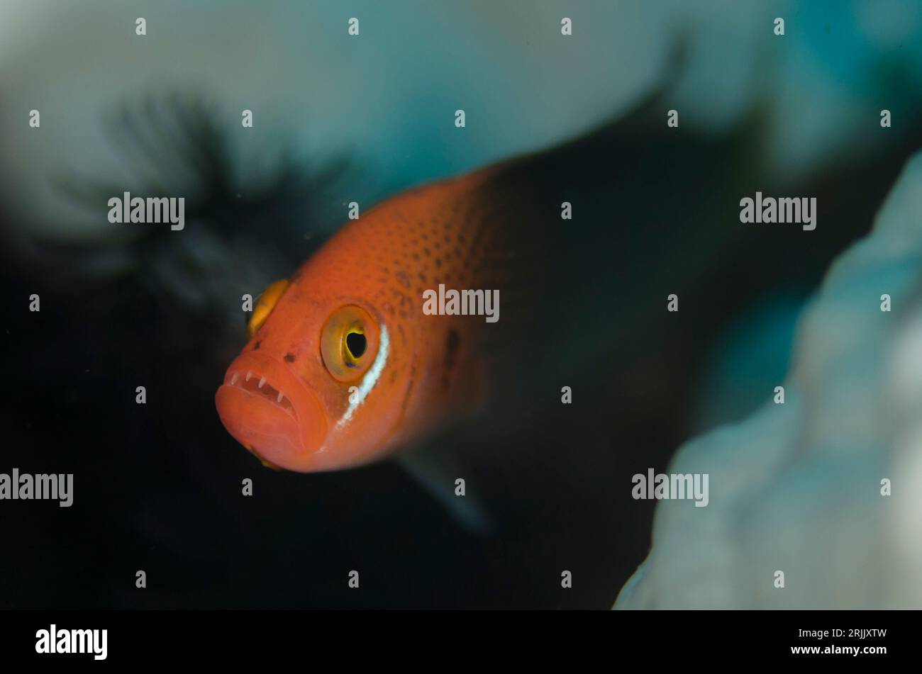 Male Fiery Dottyback, Pseudochromis steenei, Batu Sandar dive site, Lembeh Straits, Sulawesi, Indonesia Foto Stock