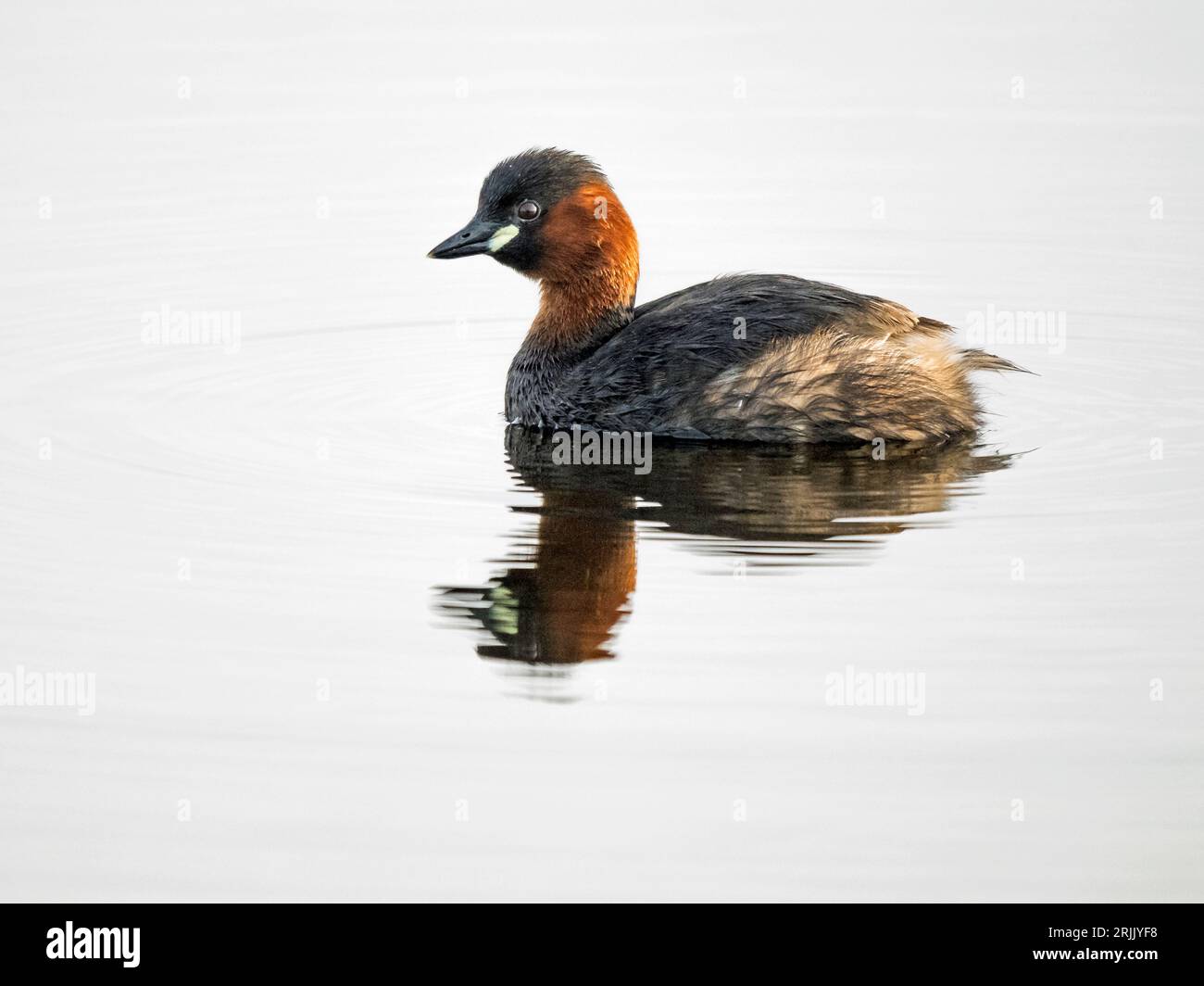 Grebe (Tachybaptus ruficollis) Adult Little Grebe with Reflection, Wicken, Cambridgeshire, Inghilterra, Regno Unito Foto Stock