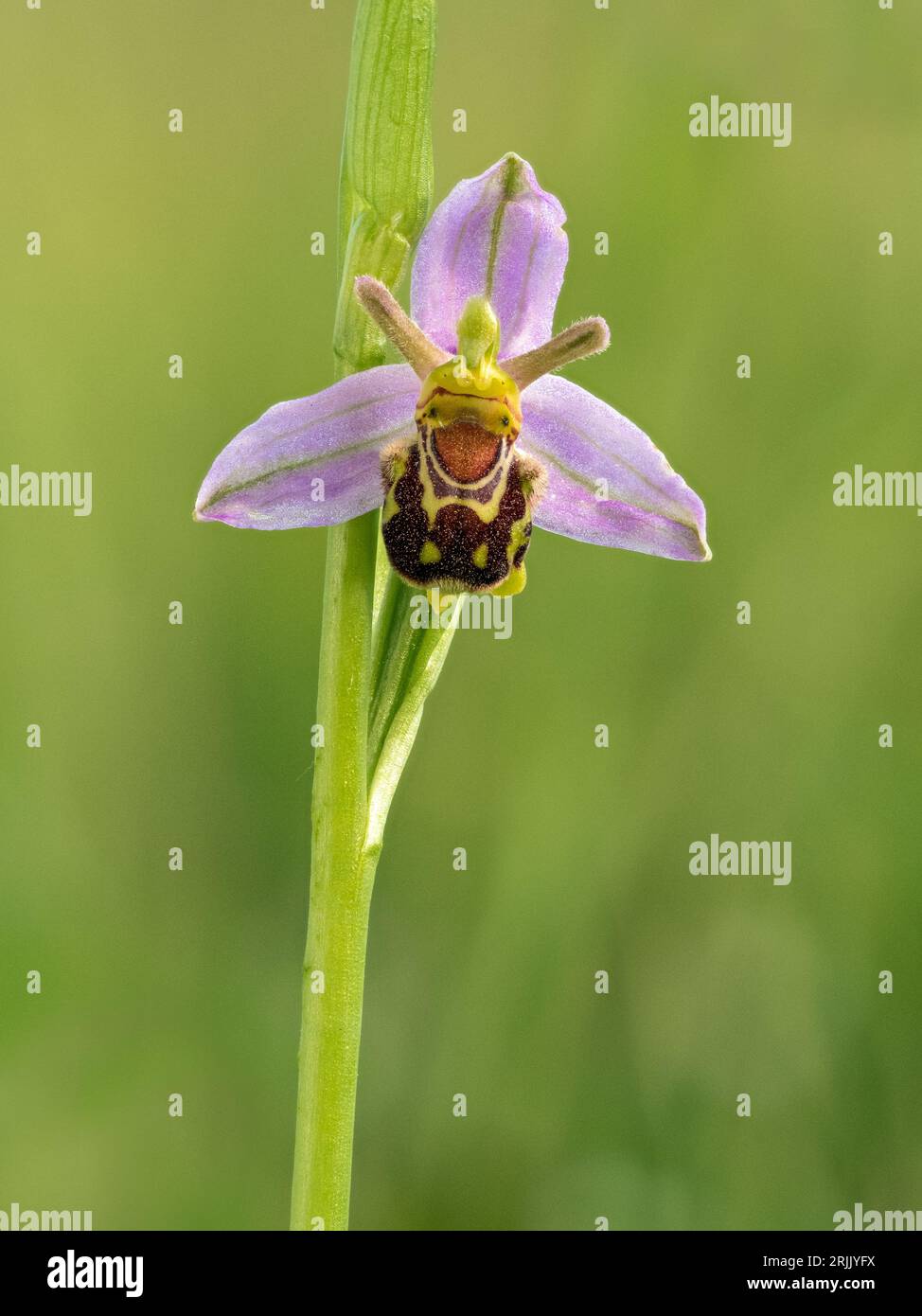 Bee Orchid (Ophrys apifera), Haddenham, Cambridgeshire, Inghilterra, Regno Unito Foto Stock